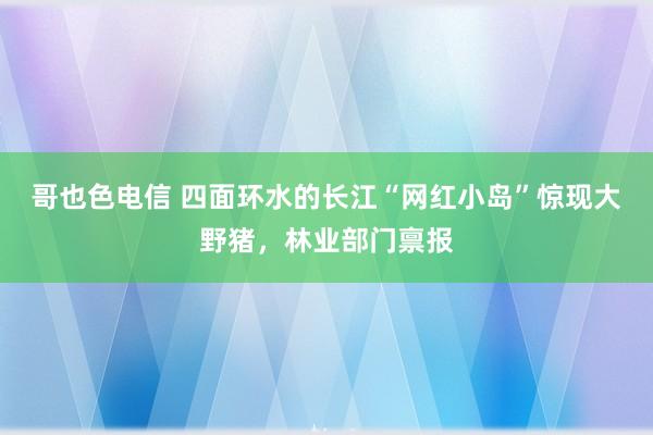 哥也色电信 四面环水的长江“网红小岛”惊现大野猪，林业部门禀报